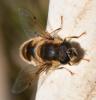 Eristalis pertinax